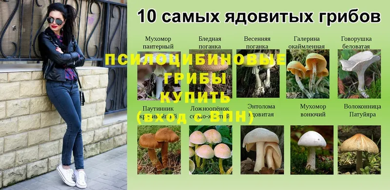 продажа наркотиков  Грязи  Галлюциногенные грибы Cubensis 